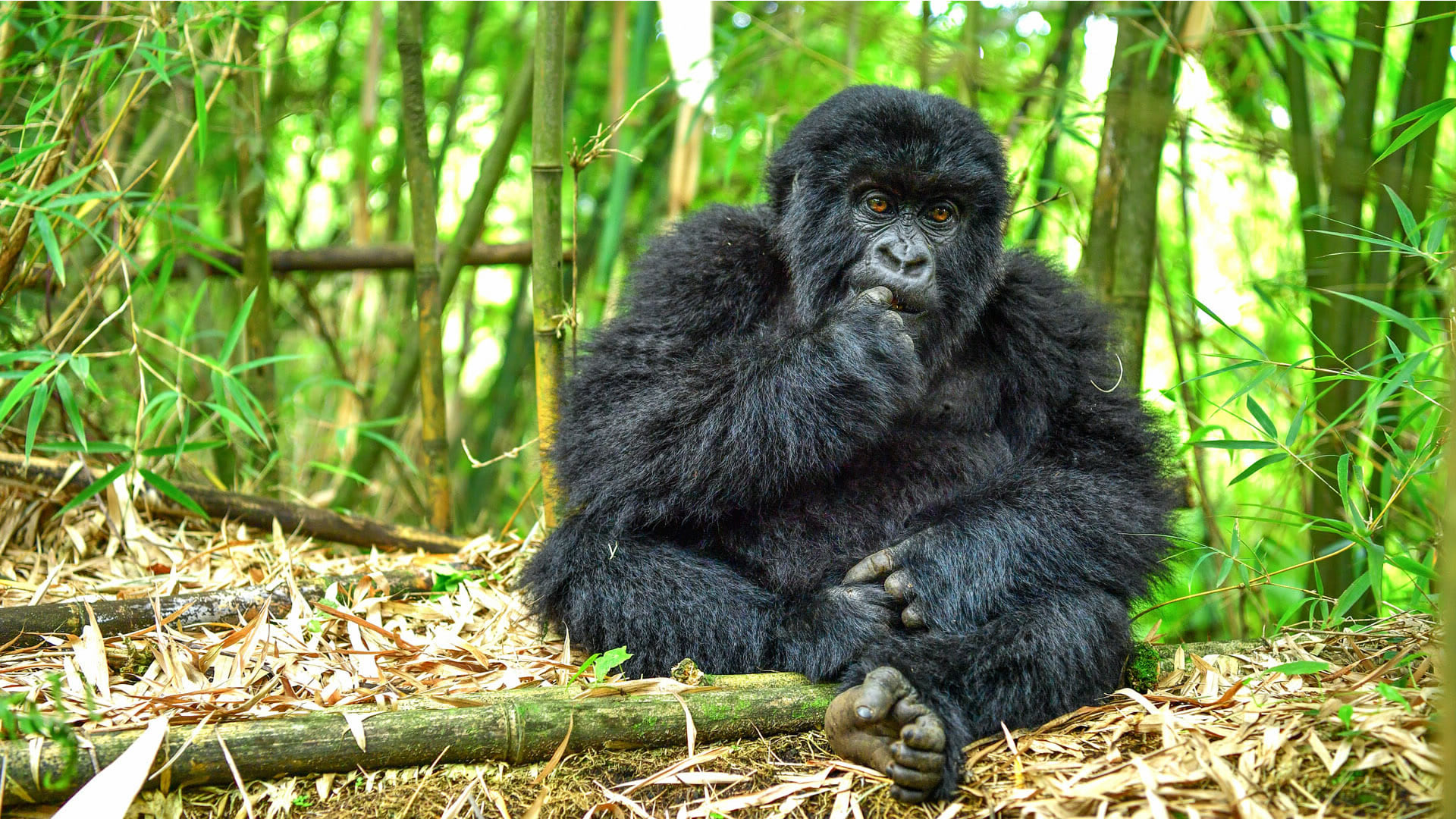 volcanoes national park volcanoes national park