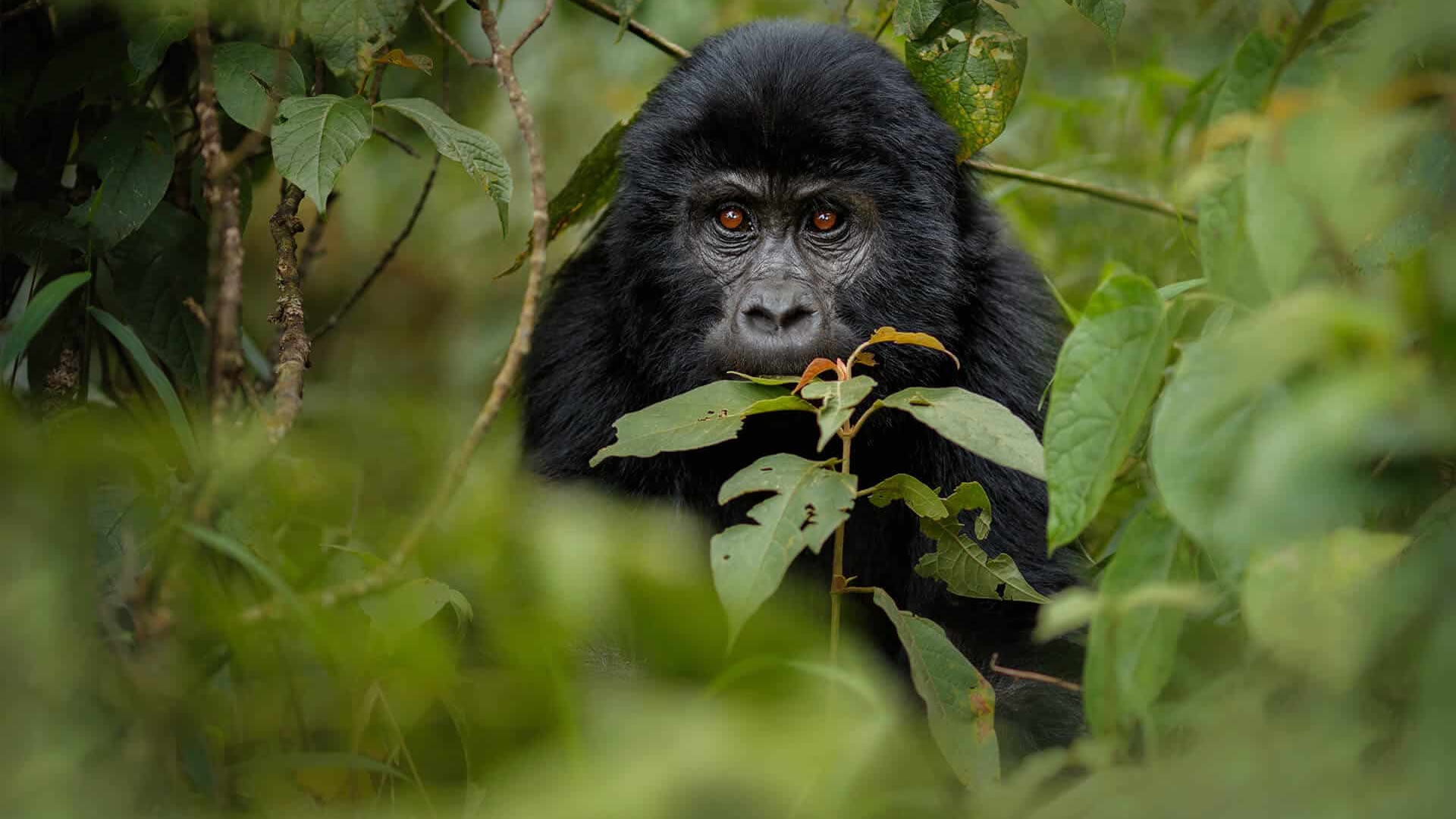 volcanoes national park volcanoes national park