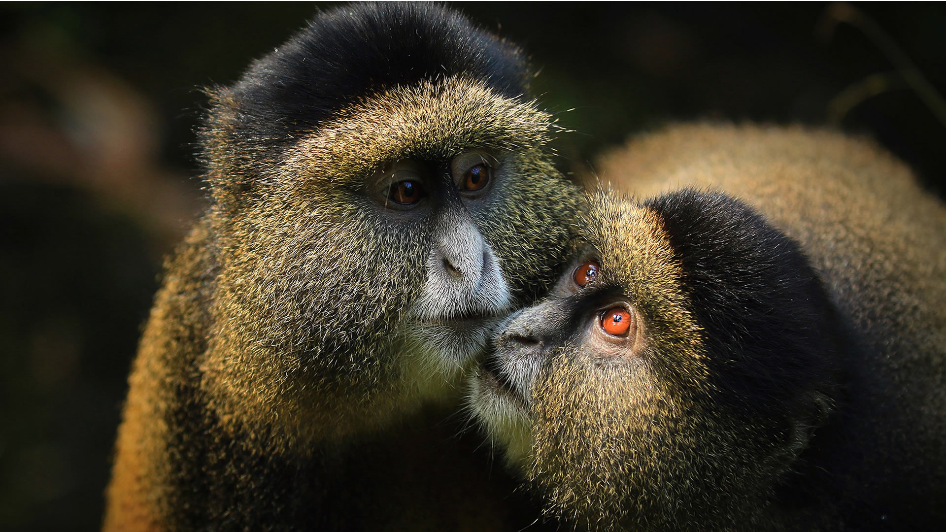 volcanoes national park volcanoes national park