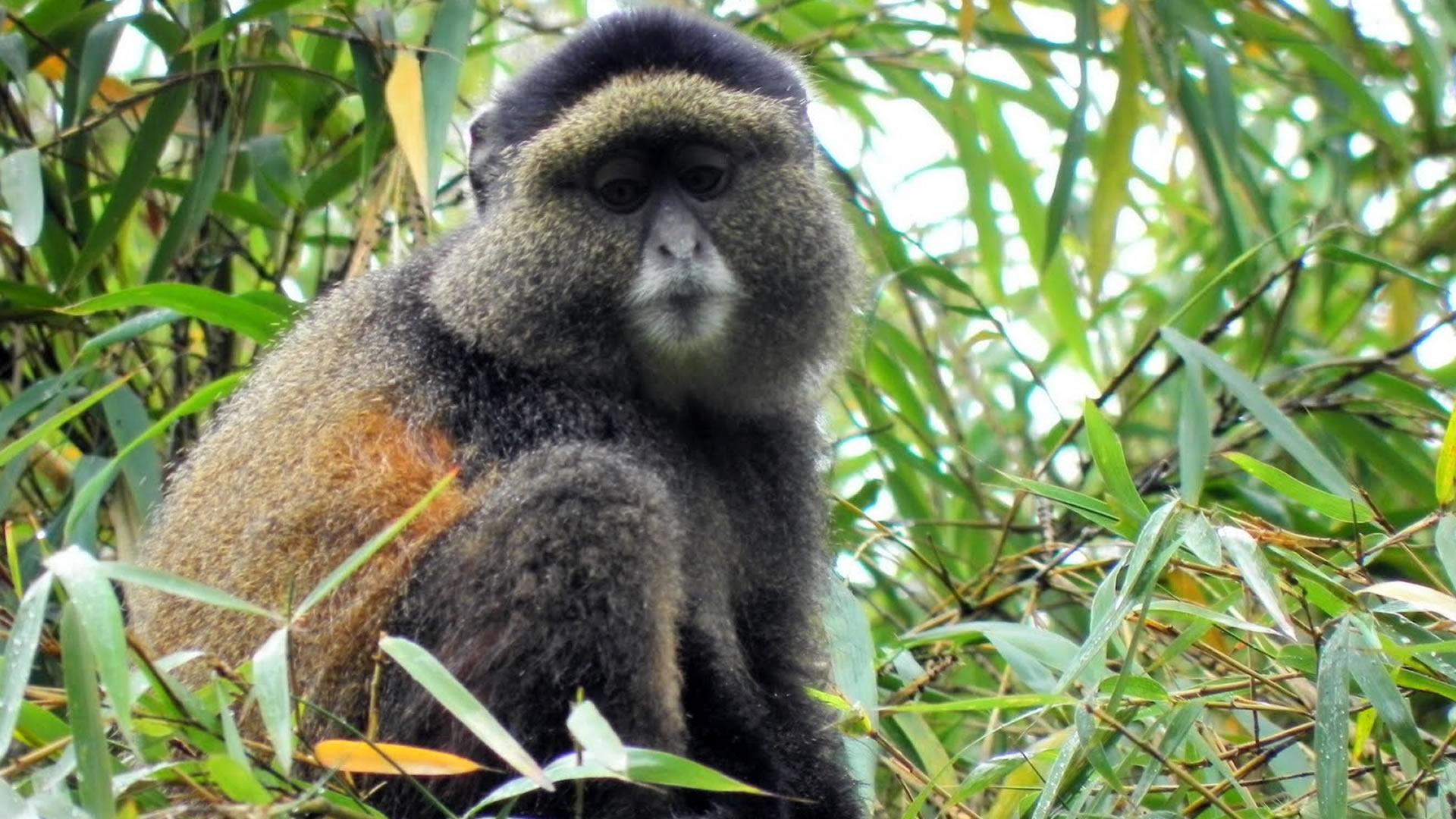 volcanoes national park volcanoes national park