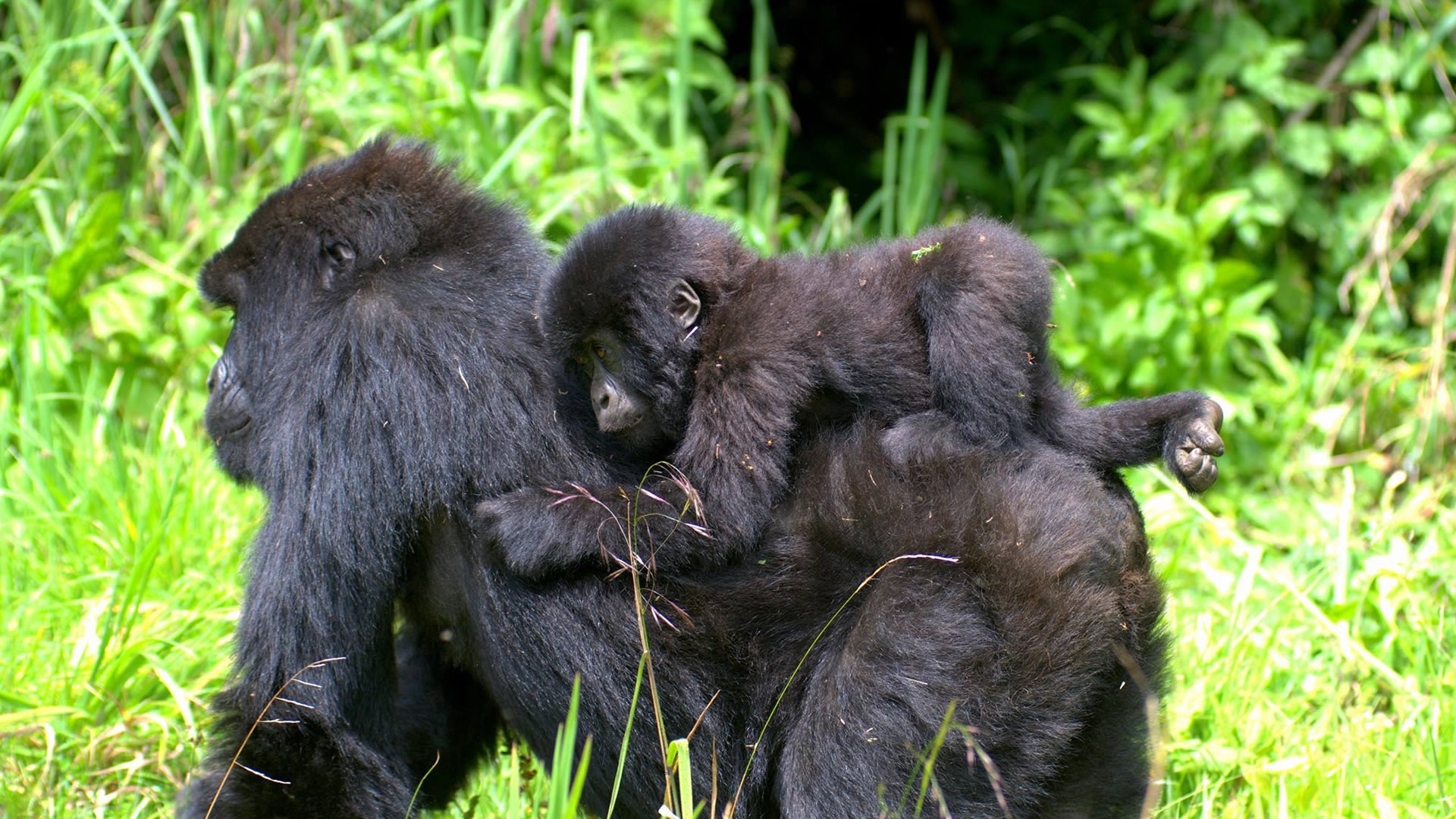 volcanoes national park volcanoes national park