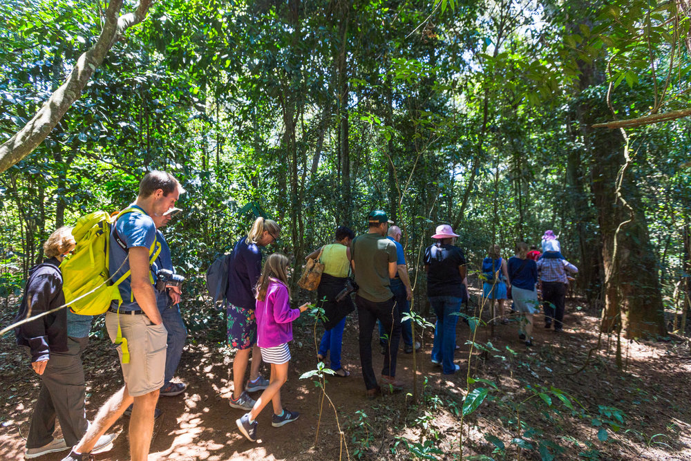 kiambethu tea farm visit