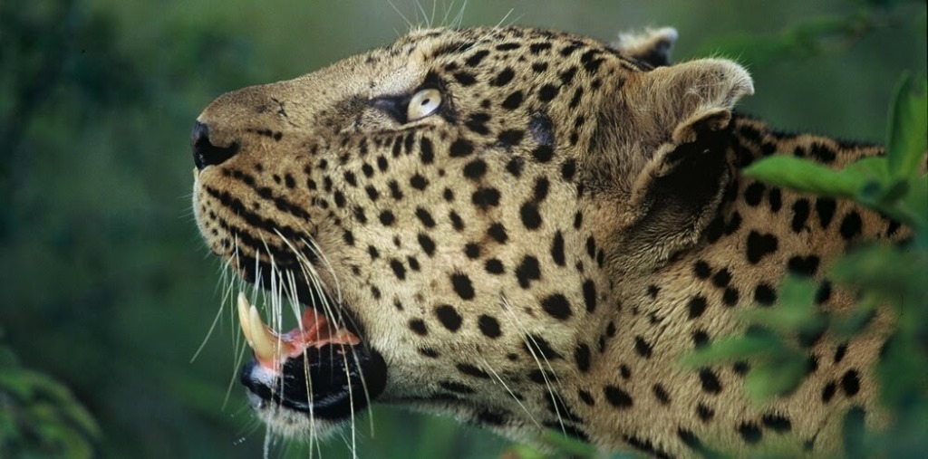 7 days mara nakuru amboseli tsavo