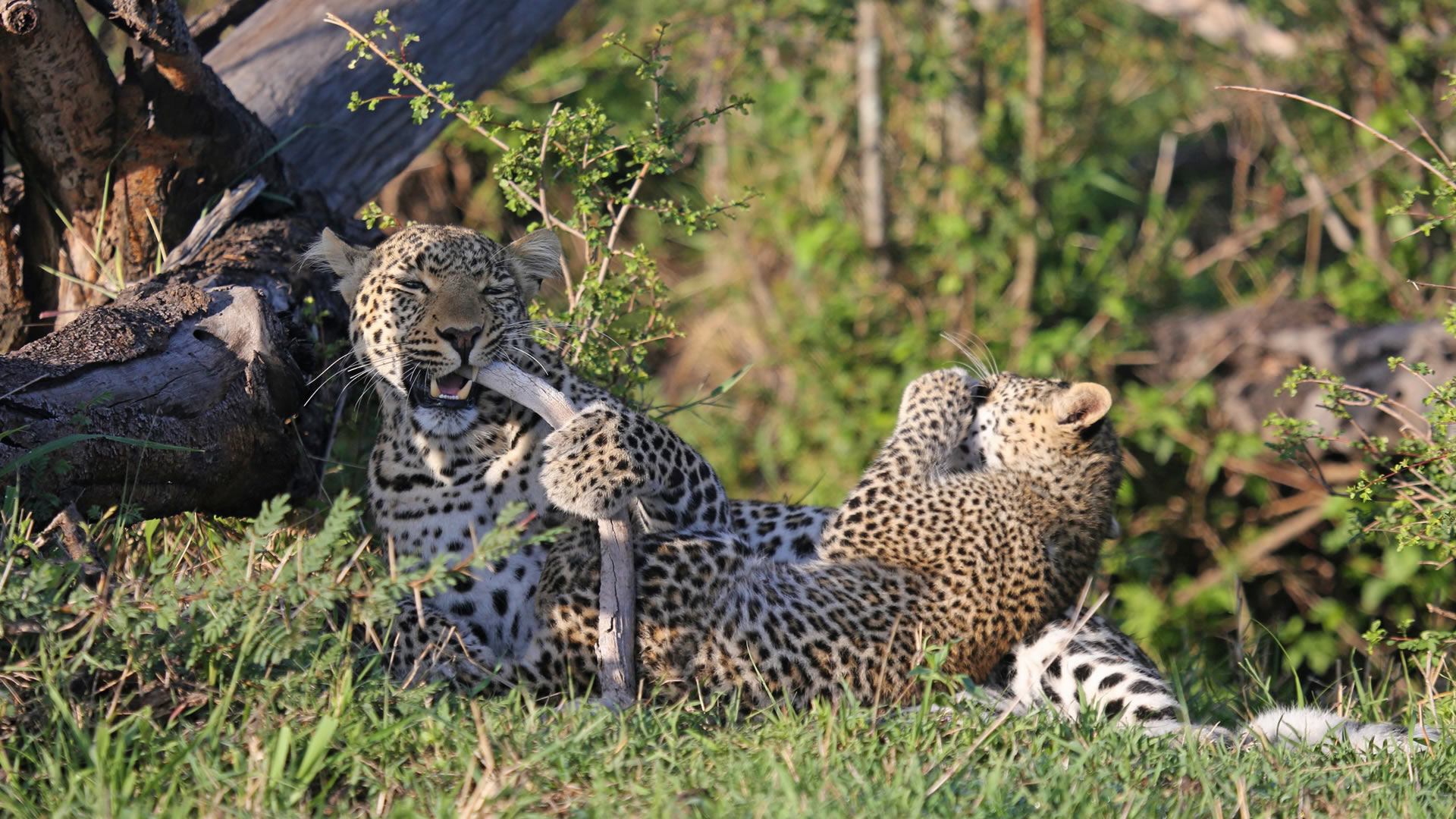 10 days elewana experience