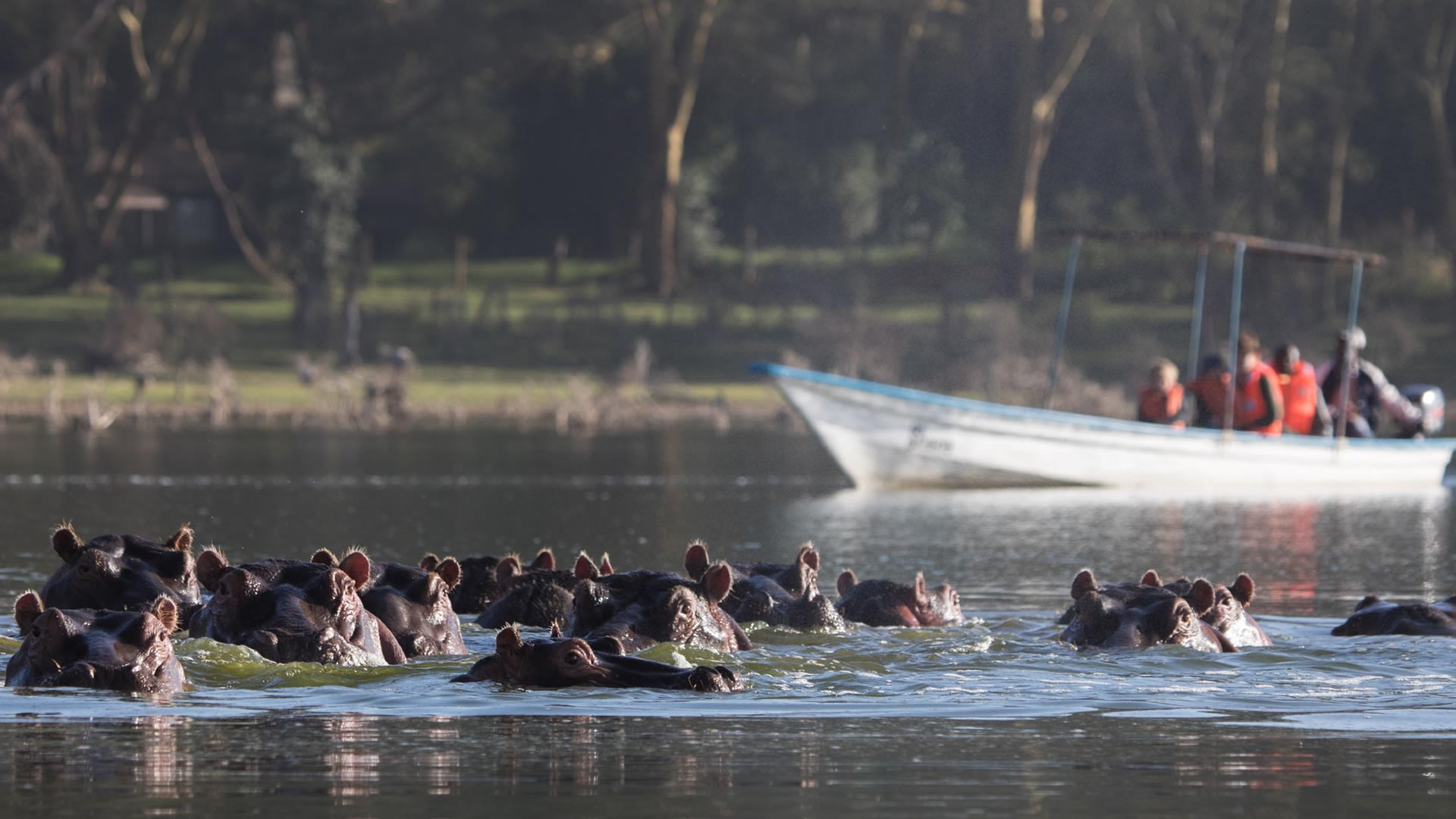 4 days mara naivasha camping safari