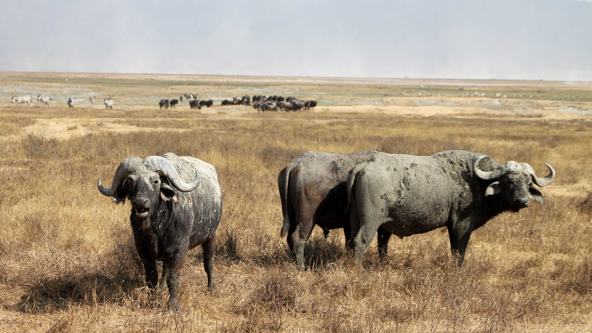 4 days tanzania wildlife safari