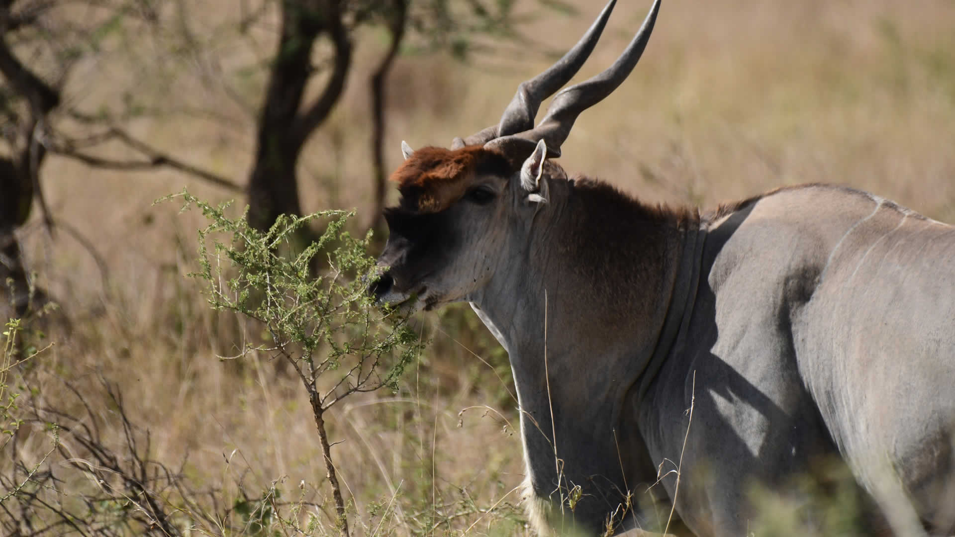 5 days tanzania wildlife safari 5 days tanzania wildlife safari