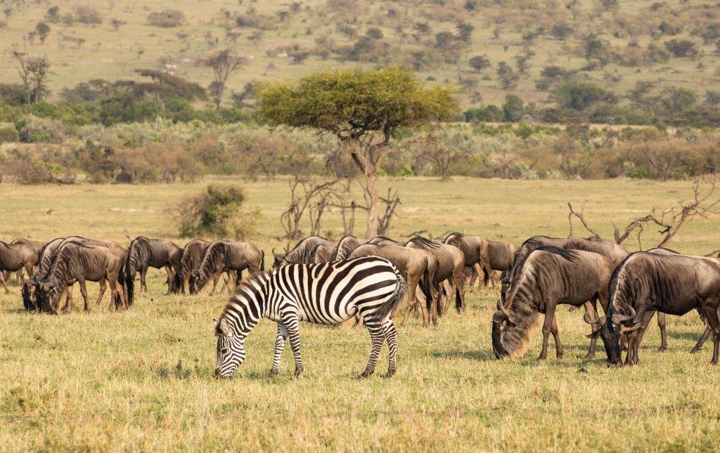 6-Day Budget Kenya Safari Highlights: Masai Mara, Lake Nakuru, Amboseli