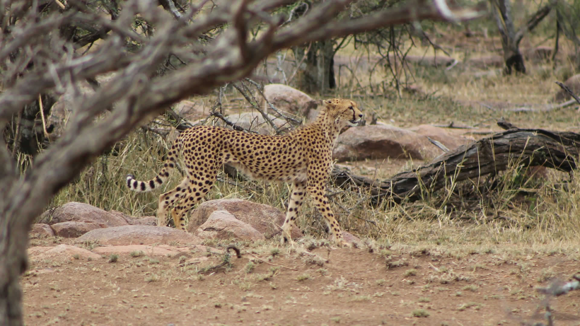 6 days mara serengeti ngorongoro