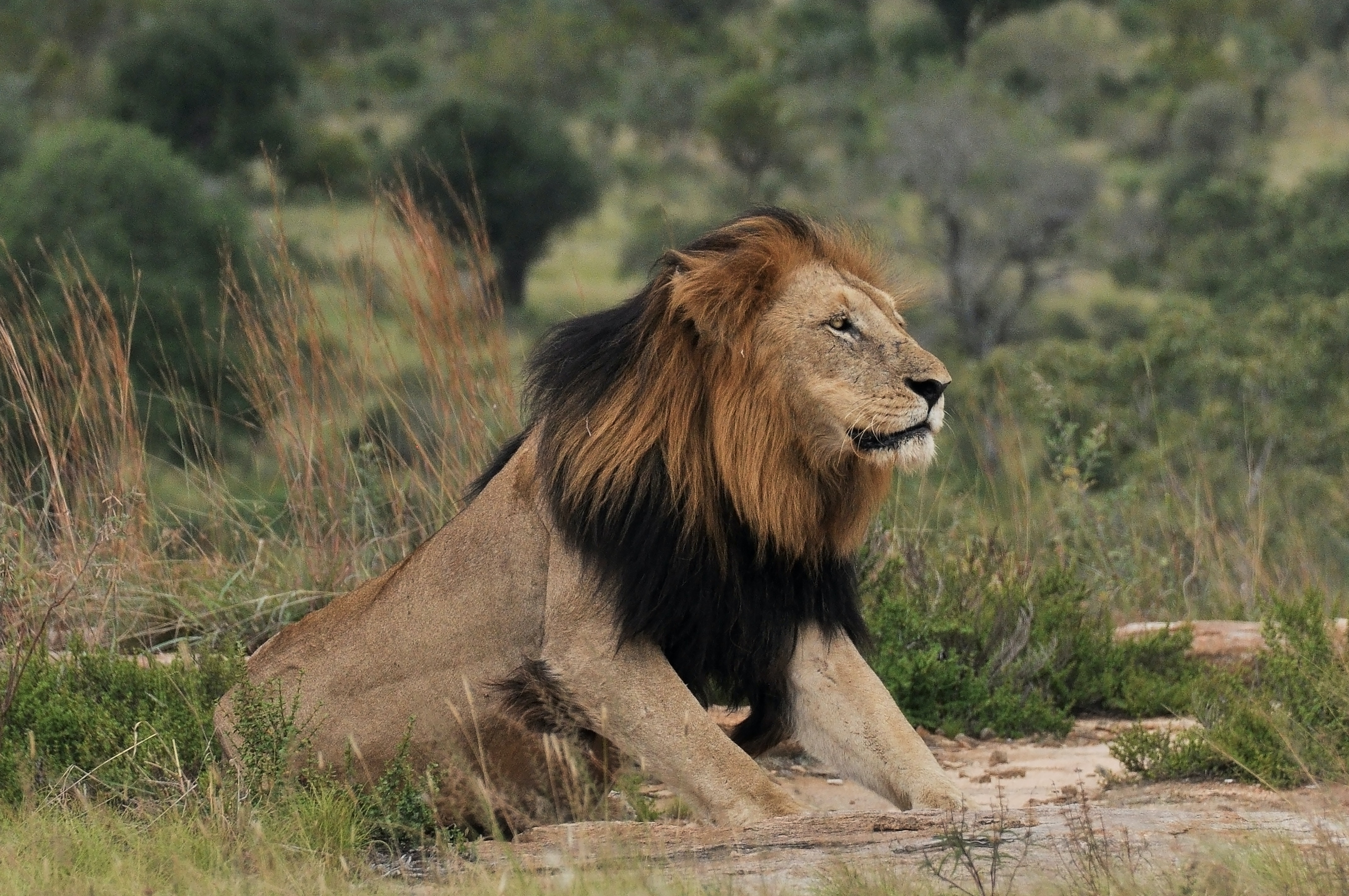 Man eaters lions in Tsavo west National Park