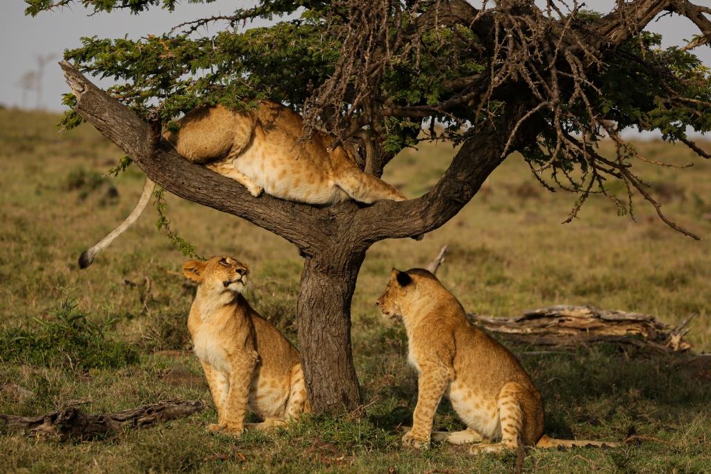 7-Day Best Kenya Safari: Witness the Great Migration & Big Five Adventure – Tsavo East, Tsavo west, Amboseli, Lake Nakuru, and Masai Mara