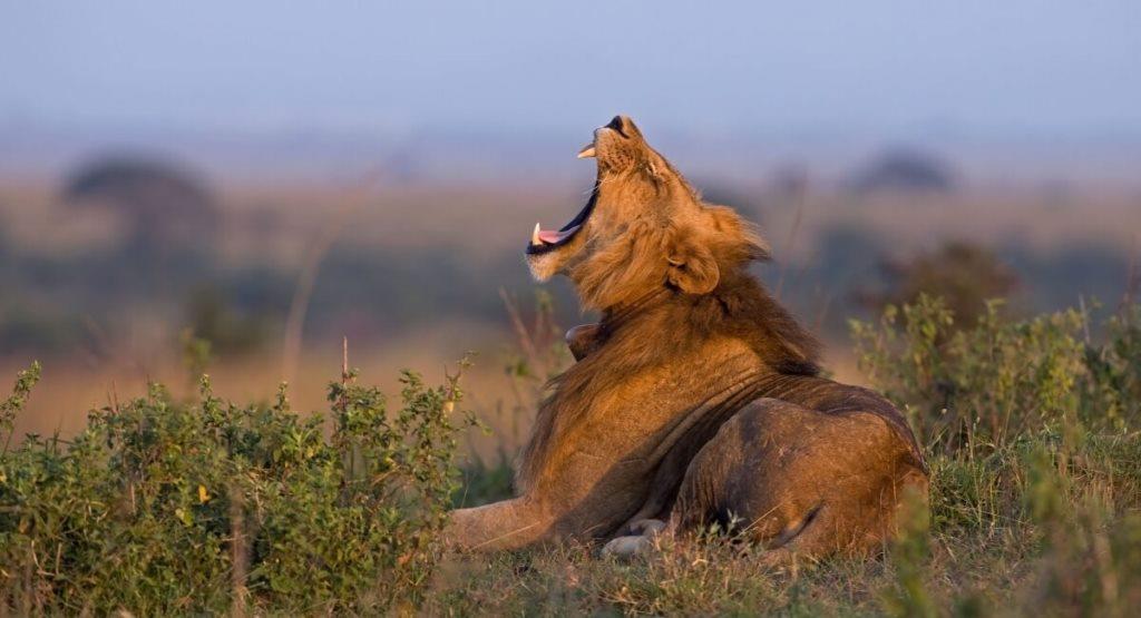 7 days Luxury Kenya off the Beaten Path Safari yawning lion in Masai Mara NR, Lake Nakuru NP, Aberdare NP, Samburu NR, from Nairobi tour