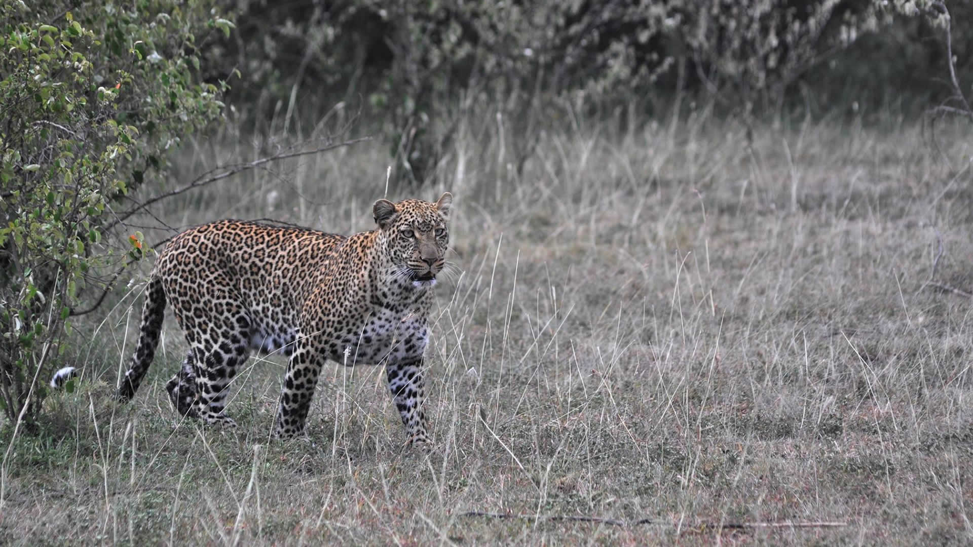 Best of Kenya Safari encounters - Leopard in Samburu National Parkl