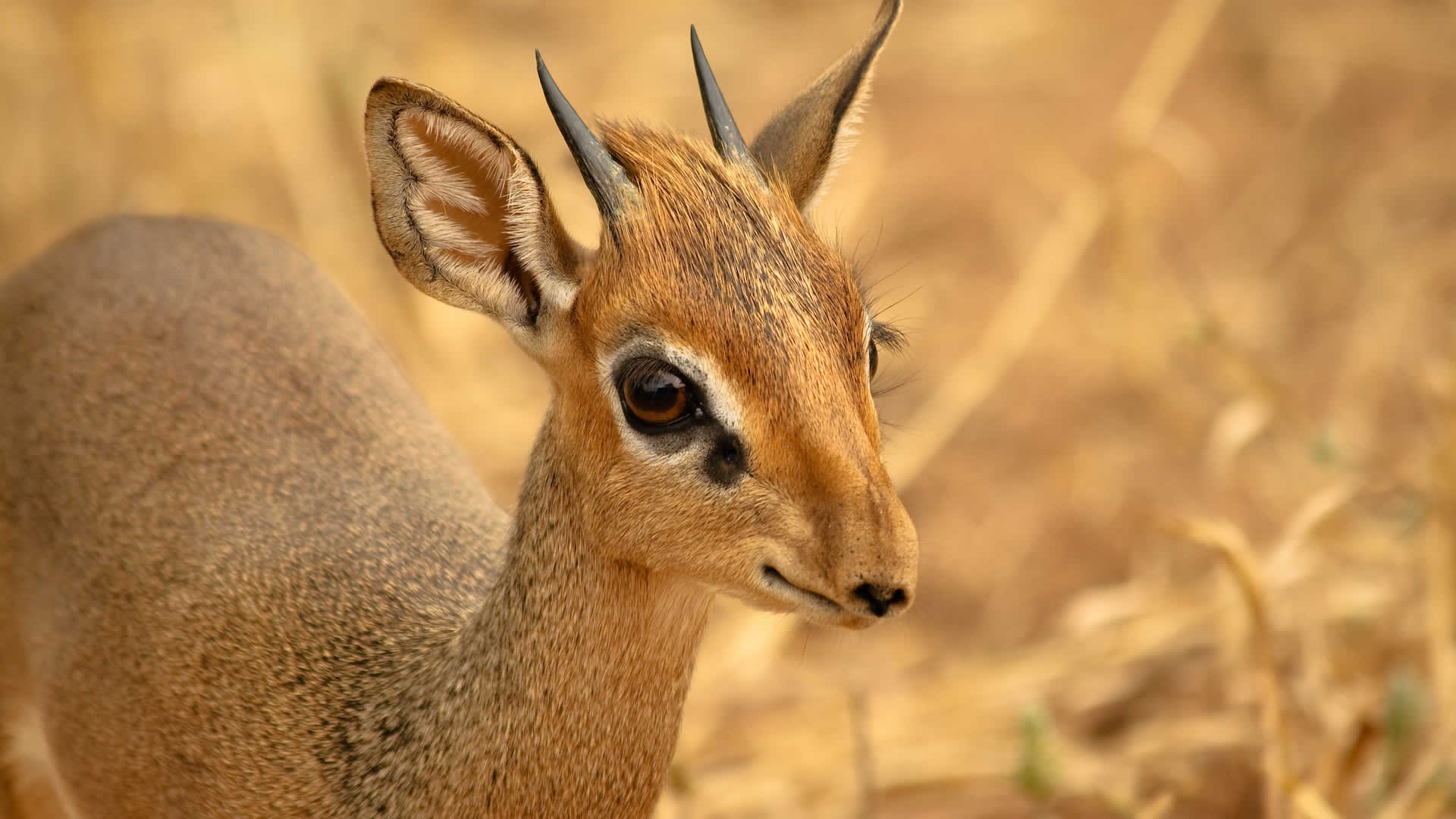 7 days best of tanzania safari