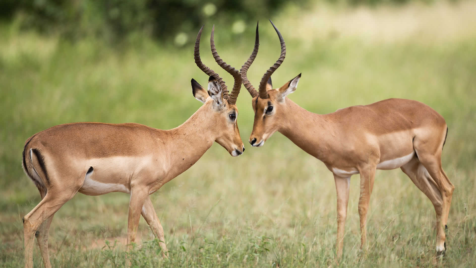 7 days classic wildlife safari