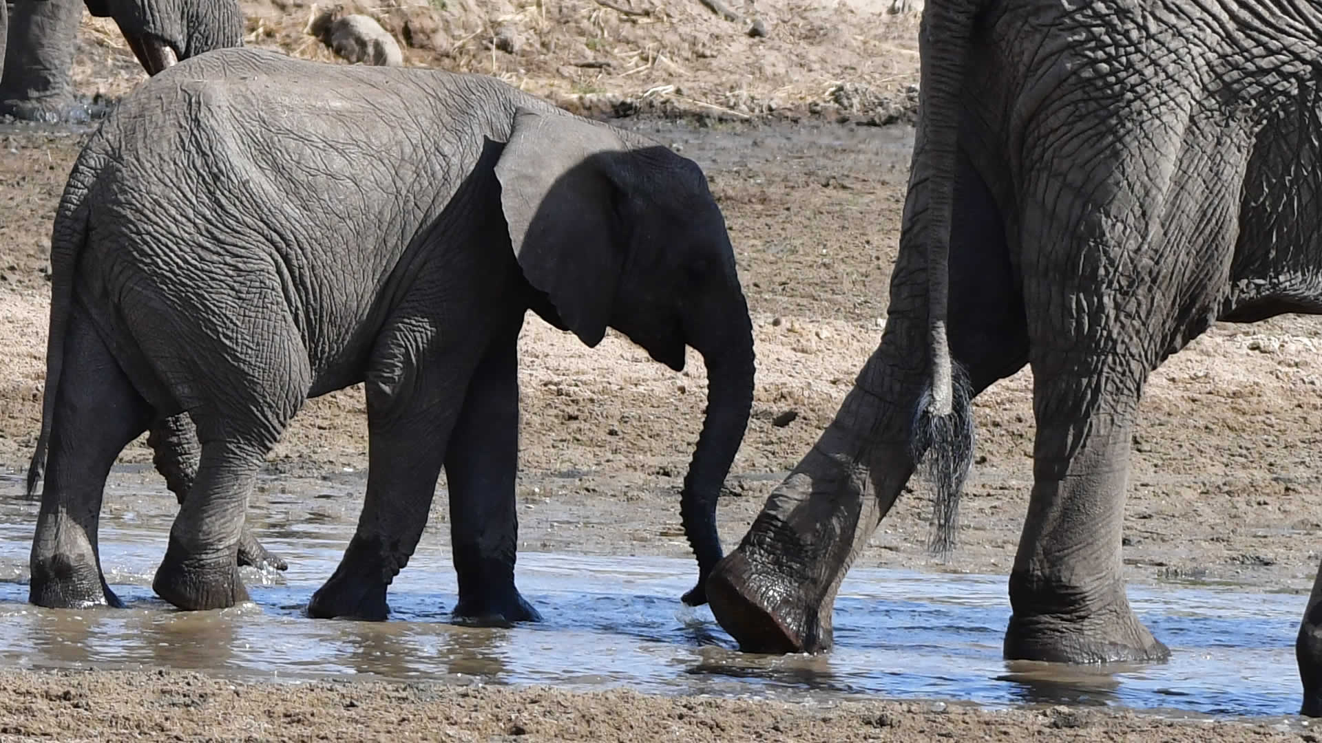 7 days manyara serengeti ngorongoro 7 days manyara serengeti ngorongoro