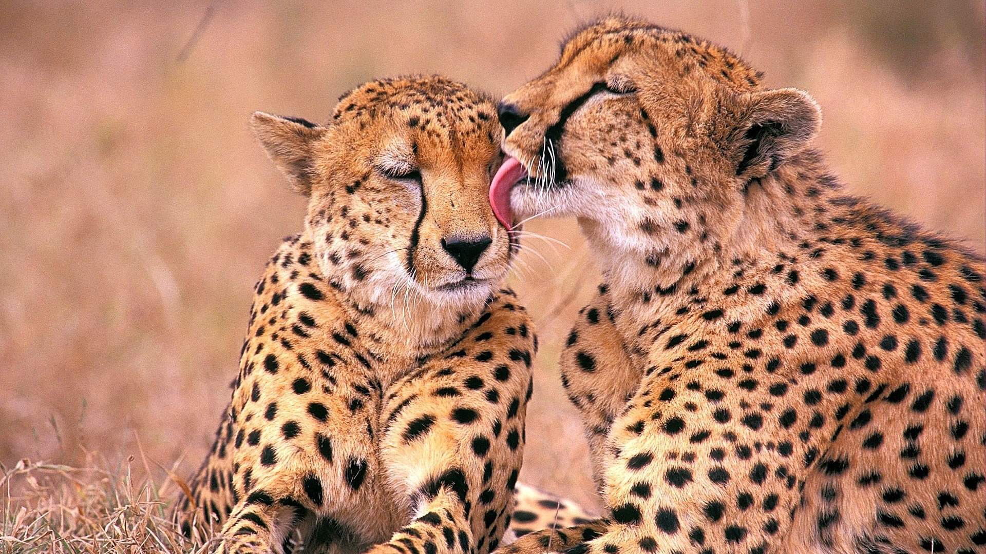 7 days sopa experience