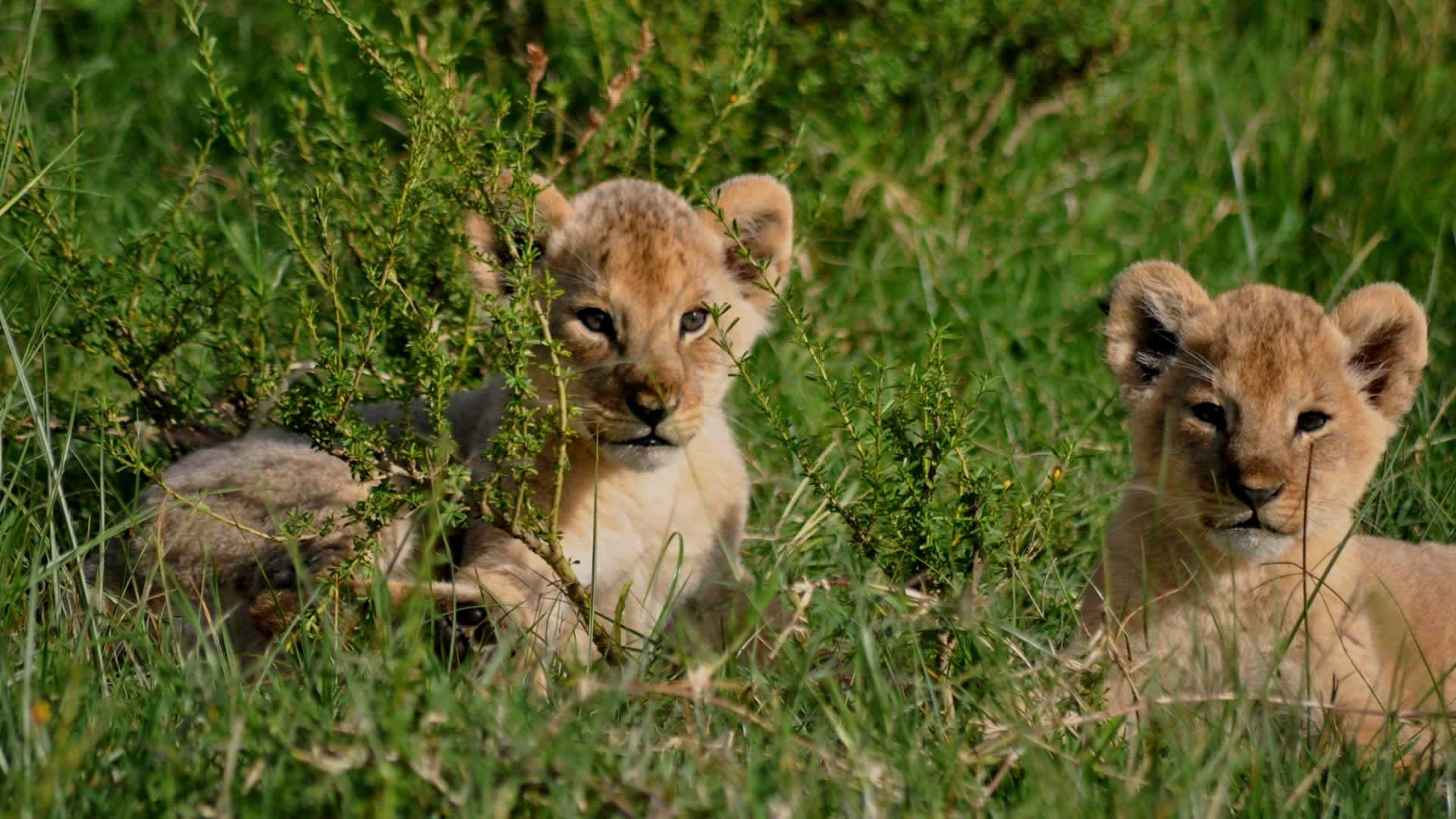 7 days tanzania budget camping 7 days tanzania budget camping