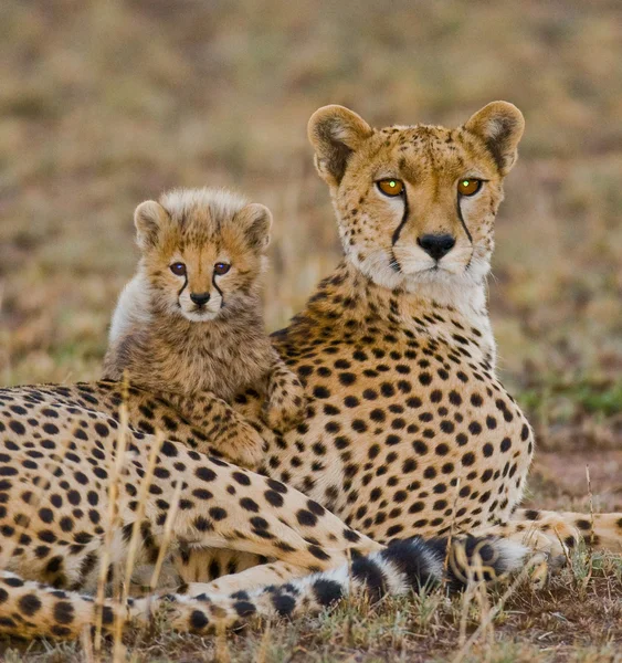8-Day Cheetah Safari Experience in Kenya Encounter one of the fastest big cats with our 8-Day Cheetah Safari Experience in Kenya on your Aberdares, Samburu, Ol Pejeta, Lake Nakuru, and Masai Mara affordable, Luxury safari Tours