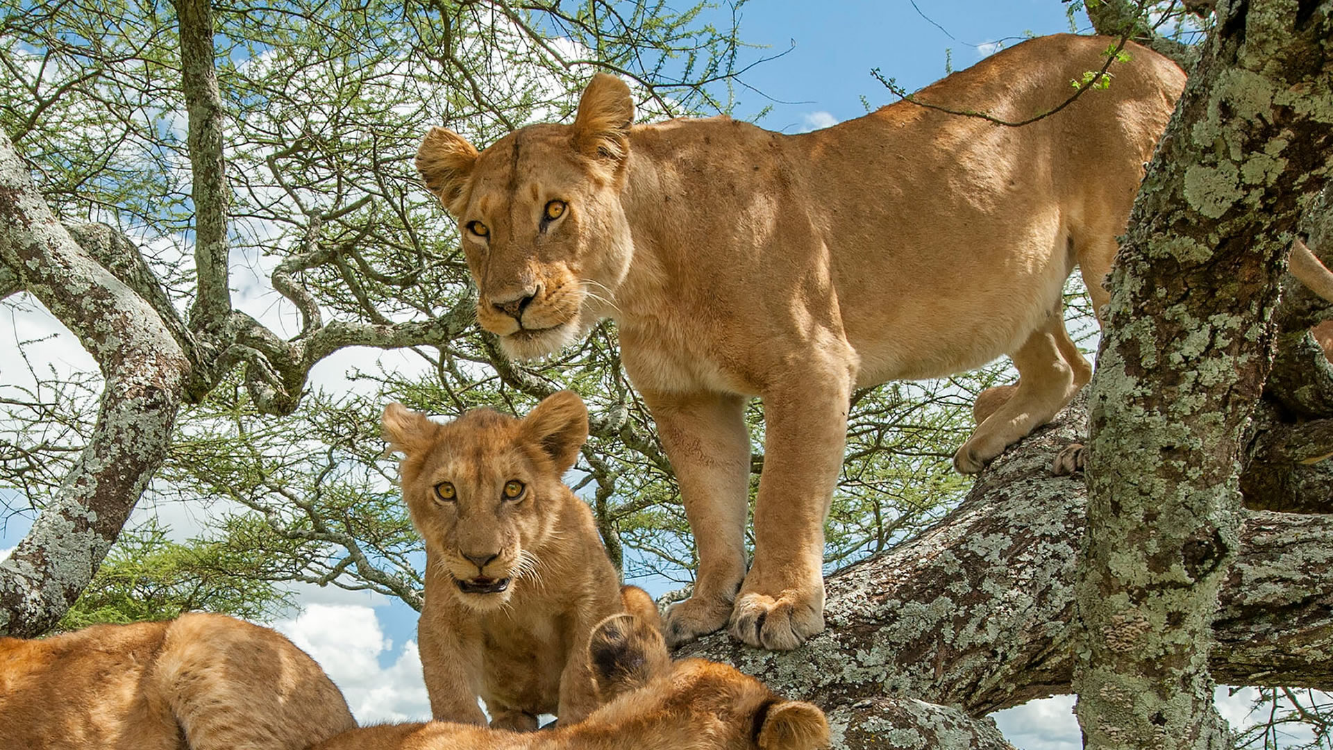 8 days discover tanzania