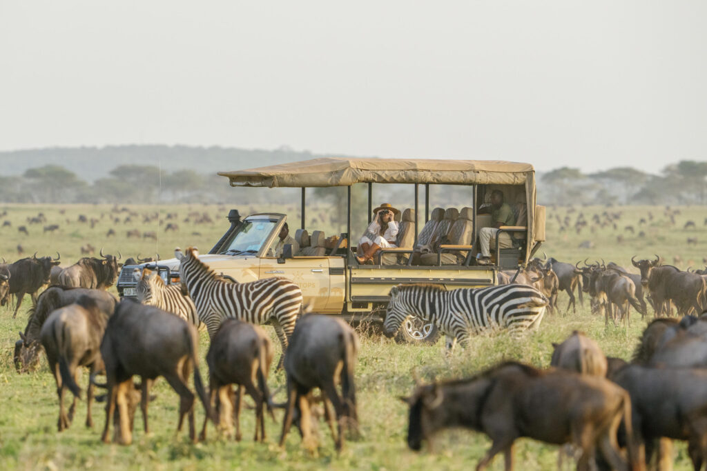 Wildebeest grazing in Serengeti with game drive