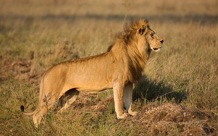 Lion in the outlook timing the wildebeest crossing the river for easy mail.