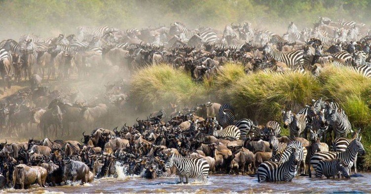 River crossing in Masai Mara Game reserve in Kenya