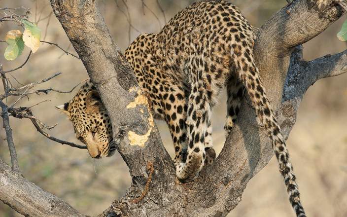 Leopard on look out for the hot lunch of the day -encounter on migration safari exp