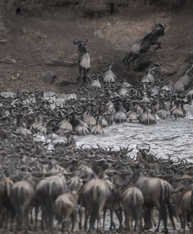 Wildebeest herds crossing the Mara River during a 6 Days Great Migration Safari Tour in Kenya